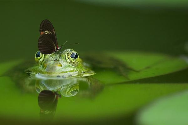 Frosch im Wasser auf einem grünen Blatt mit einem Schmetterling auf dem Kopf